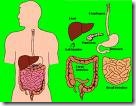 digestive system