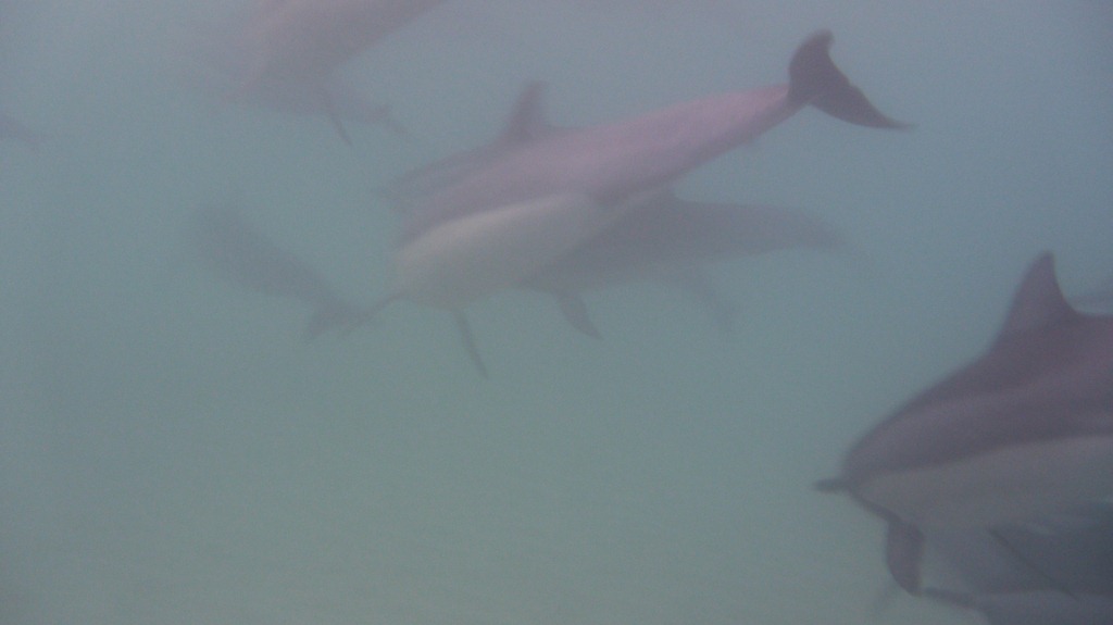 [Dolphin Day Work (20)[4].jpg]