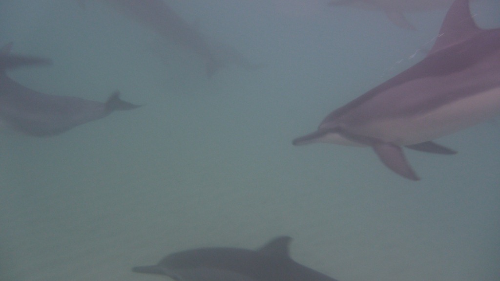 [Dolphin Day Work (13)[4].jpg]
