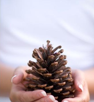 [pine cone and bun[8].jpg]
