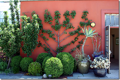 Espalier_Fruit_Tree_At_Garfield_Park_Conservatory