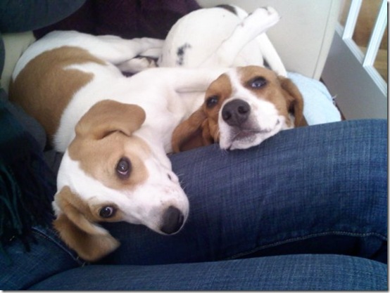 Lexi & Leeloo from Carollyn Hammersmith in Washington, DC