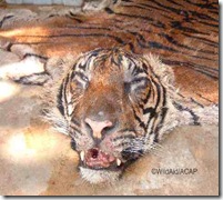 Tiger Poaching has lead to extinction of Tigers
