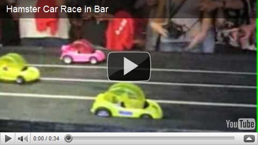 Hamster Sedang Balapan Mobil505 Hamster Sedang Balapan Mobil505