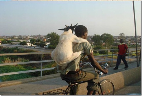 kambing_sexy_bonceng_motor kambing_sexy_bonceng_motor