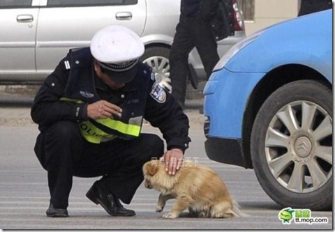 Karena Melanggar, Anjing ini meyerahkan diri kepolisi