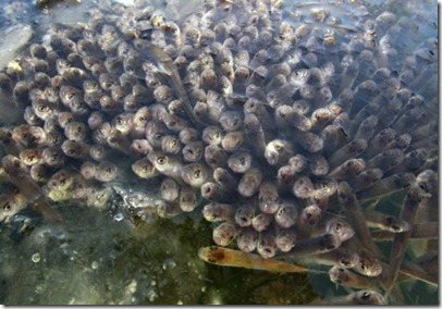 Fish-suffocating-in-ponds-001