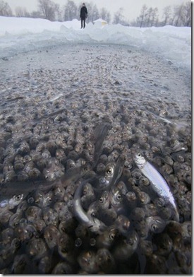 Russia Fish