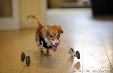 Hoppa_the_Roller_Dog_1