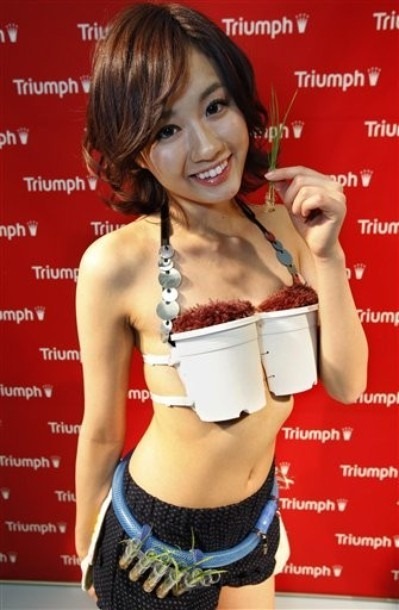 [japanesericebra8[3].jpg]