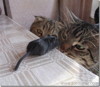 Mice-And-Cats-4