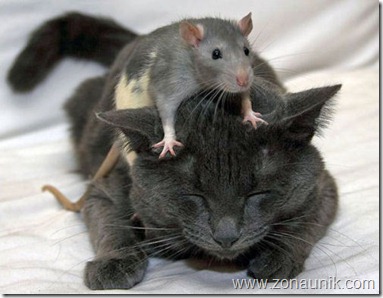 Mice-And-Cats-5