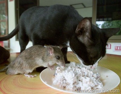 [Mice-And-Cats-7[5].jpg]