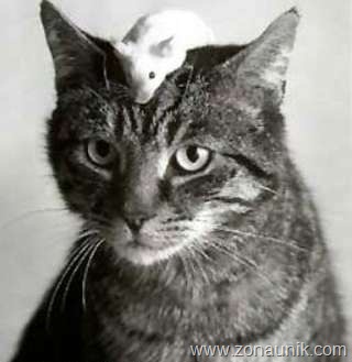 [Mice-And-Cats-10[5].jpg]