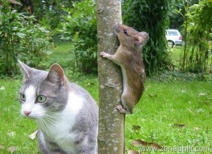 [Mice-And-Cats-11[5].jpg]