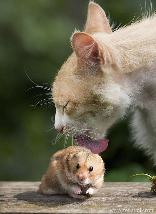 [Mice-And-Cats-15[6].jpg]