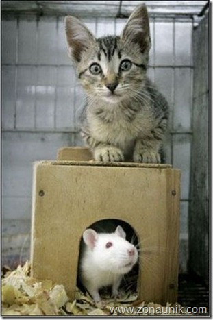 Mice-And-Cats-17