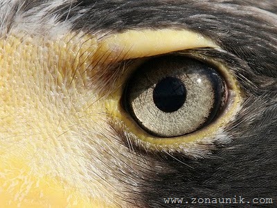 [eagle eye vision[2].jpg]