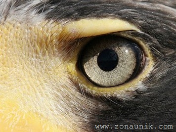 eagle eye vision