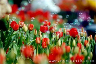 beautigH