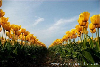 beautifu