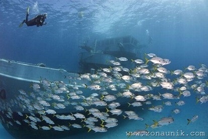 coolbeautifulprofessionalphotosremainsShipwrecksworldoceanseafloor6