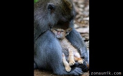 monyet_kucing2