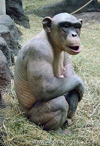 bald_monkey_07