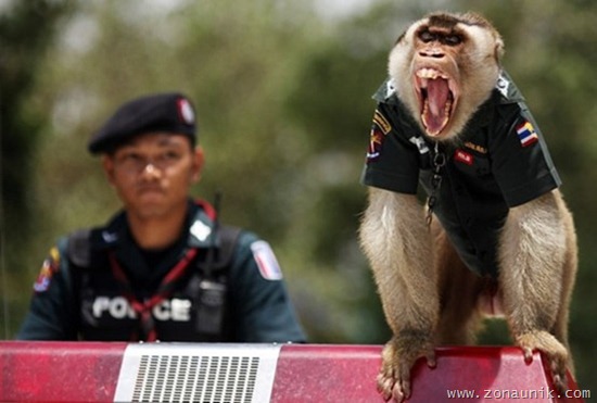 Polisi Monyet (1)