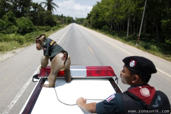 [Polisi-Monyet-32.jpg]