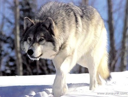 aar grey wolf