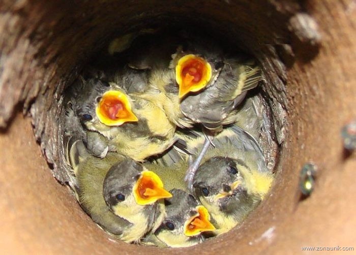 [Burung dalam lubang (5)[3].jpg]
