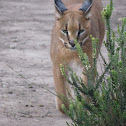 Caracal