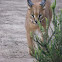Caracal