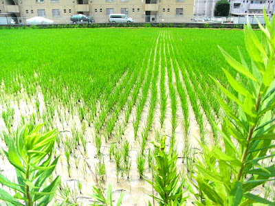 campo de arroz 田んぼ rice field