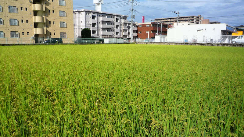arroz, rice, 田んぼ, arrozal, field, campo