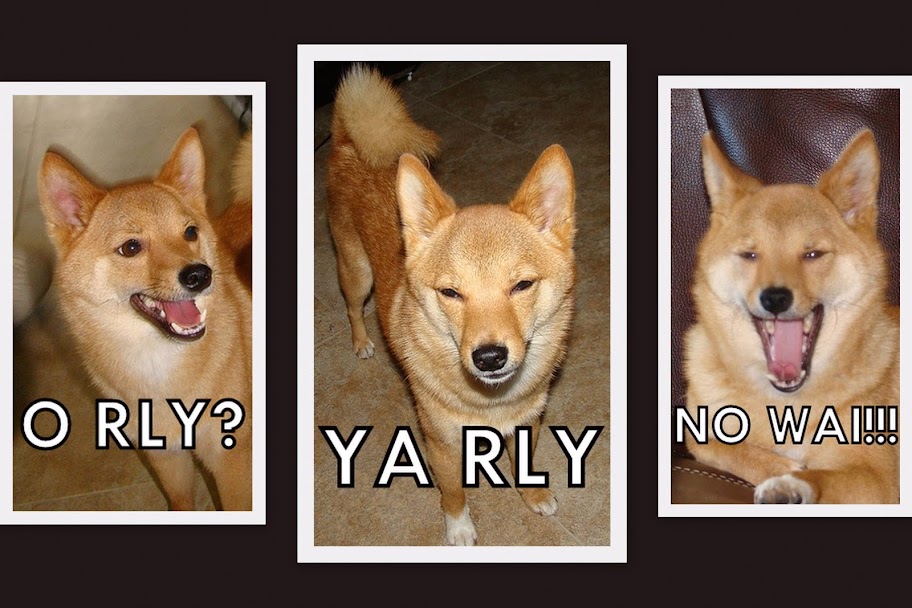 picture of taro the shiba, as the ORLY owls