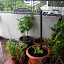 Anasuya's Hortus Practicum garden