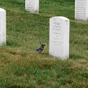 Blue Jay