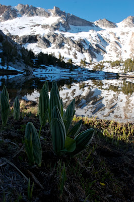Young Lakes