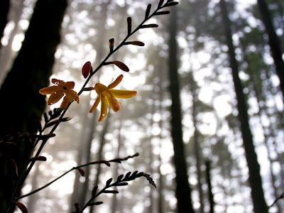 Orange Flower, Point Reyes
