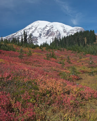 Fall in Paradise, Mount Rainier
