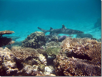 kayak 061