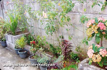 [garden12.jpg]