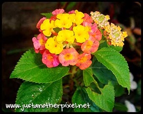 flower2