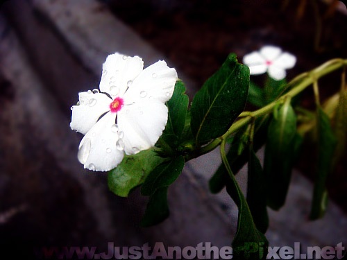 New flower at our garden - JustAnotherPixel.net