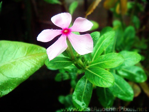 A variation of the white flower - JustAnotherPixel.net