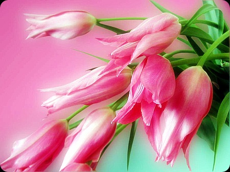 Pink Tulips - JustAnotherPixel.net
