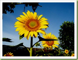DSC00010 DSC00010