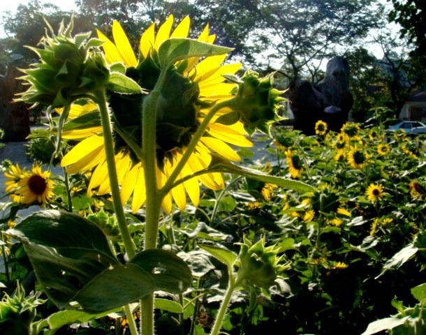 [DSC00021 021 sunflower[4].jpg]